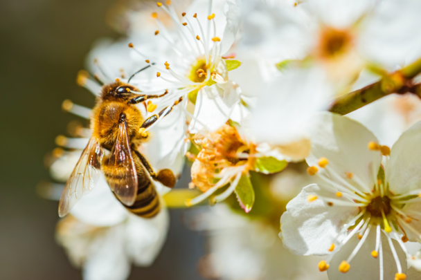 een bij zit op een witte bloem