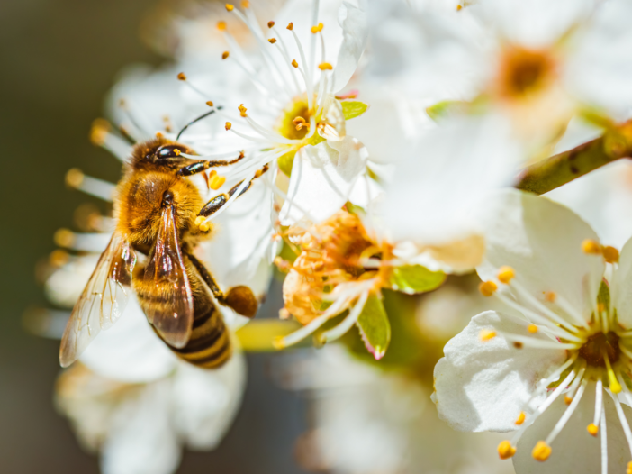 een bij zit op een witte bloem