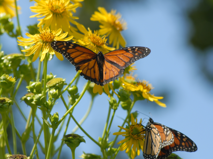 Twee vlinders op bloemen