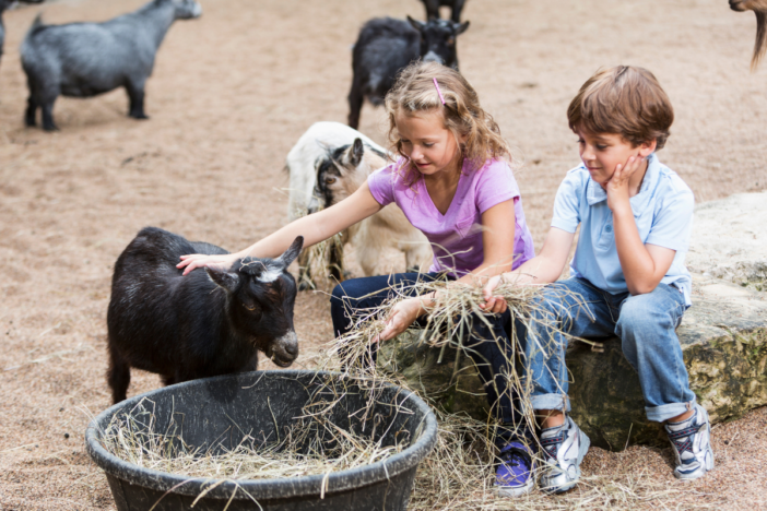 meisje en jongen voeren een geitje hooi