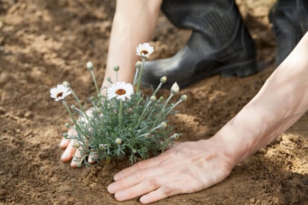 Iemand plant een plantje in de volle grond.