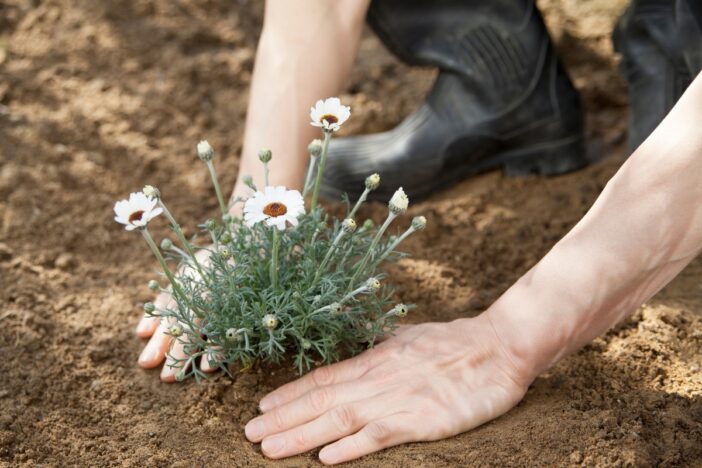 Iemand plant een plantje in de volle grond.